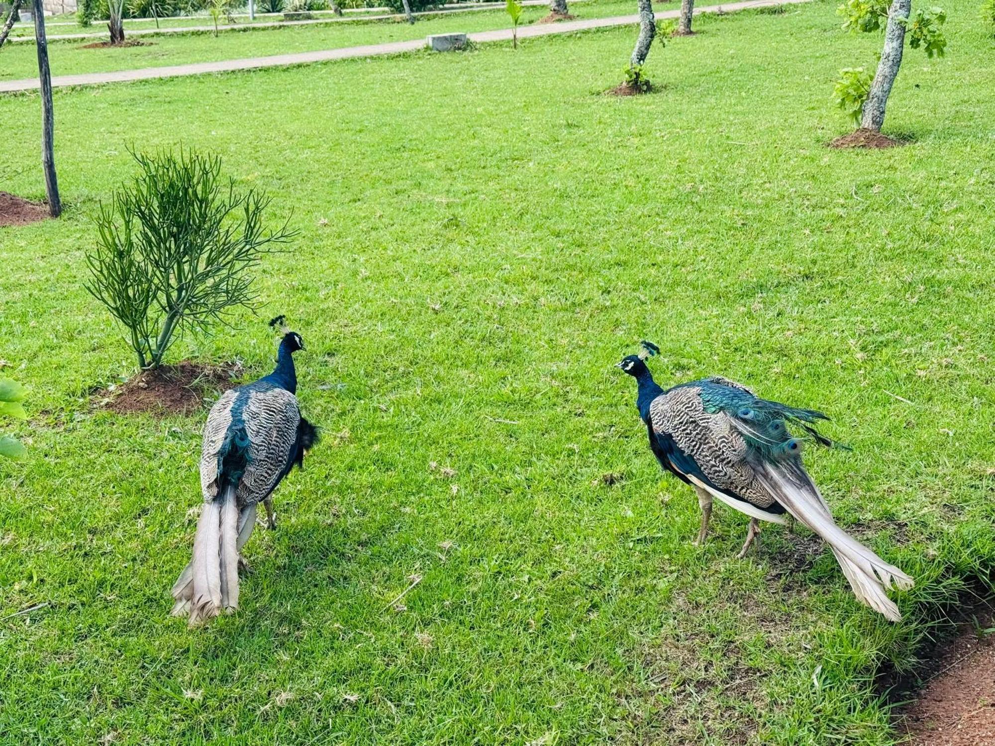 Sibebe Resort Mbabane Kültér fotó